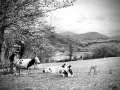 Vaches