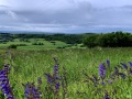 Sauge des prés et vue sur les premiers massifs jurassiens