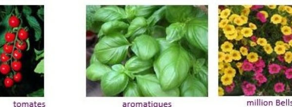 N’oubliez pas de commander vos plants potagers et fleurs d’été !!